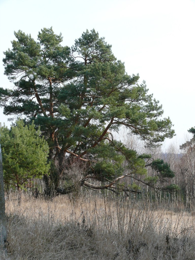 Наталья Великжанина | Кривой Рог