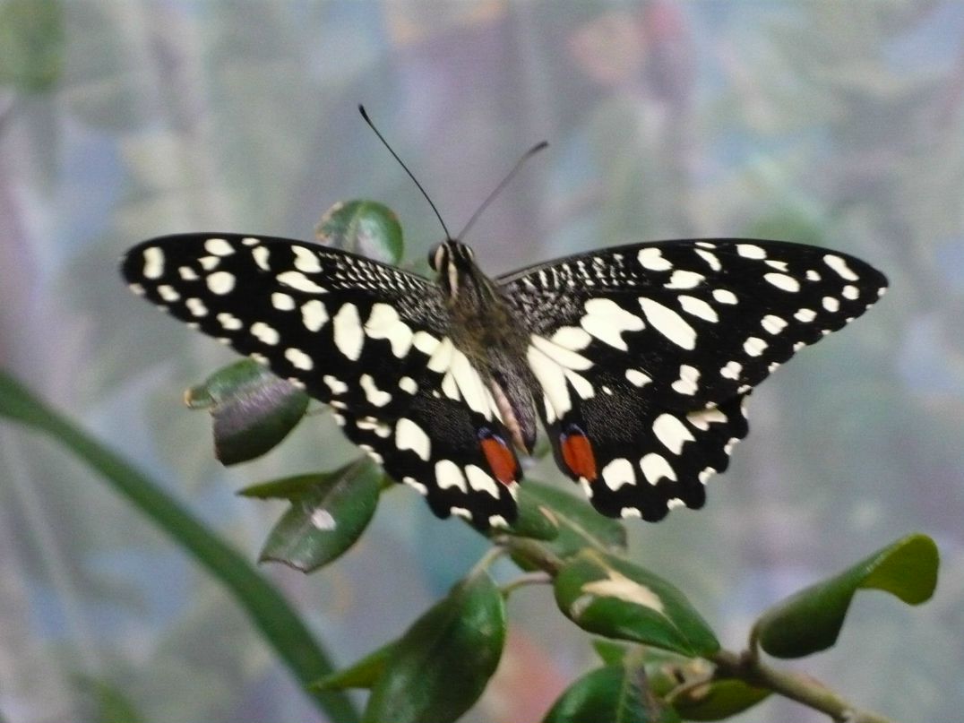 Татьяна Иванова | Санкт-Петербург