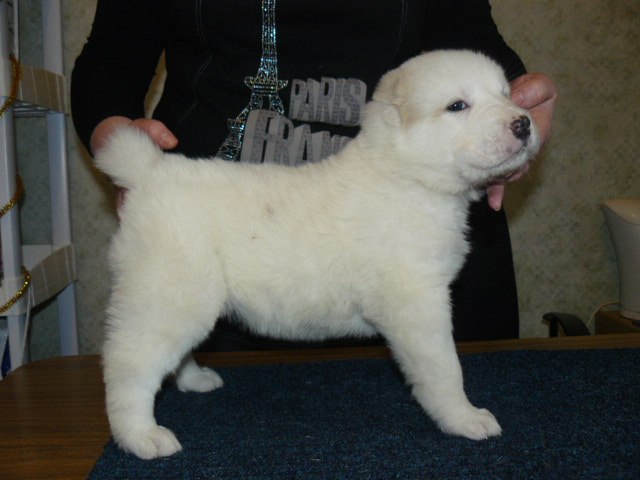 Александра Лакеева | Пенза