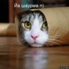 Аватар: Рома Перепелищенко