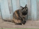 Фотография Светлана Иготти