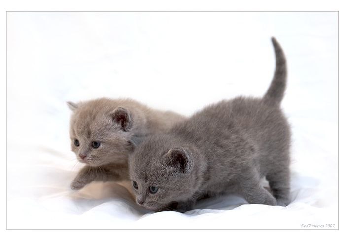 Иван Василенко | Сургут