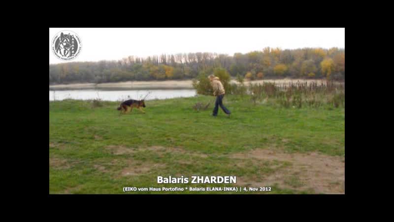 Balaris ZHARDEN, 7. 5 mnth, dress