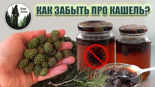 Сироп из сосновых шишек своими руками. От кашля и простуды.