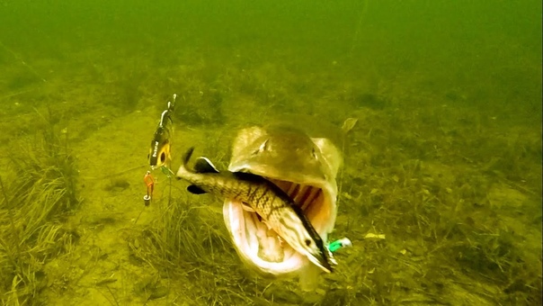 Aggressive Pike attacks Mike, Tommy, Ricky Percy fishing lures. Rare underwater