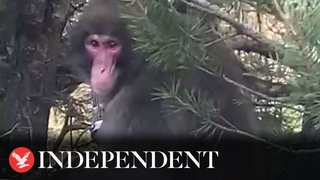 Escaped monkey filmed for second time in Scottish town