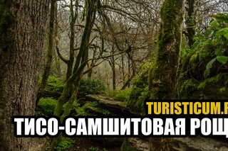 Тисо-самшитовая роща - Хостинский район Сочи.