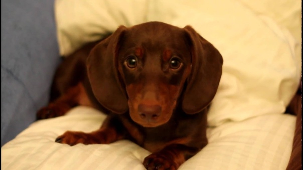 Sassy Dachshund