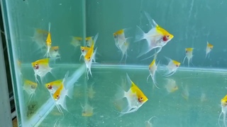 Manfish RCA /Red Cap Albino #manfish