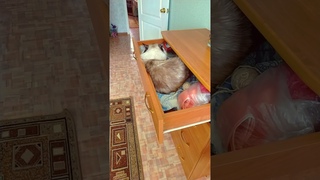 #Shorts  Кошка в ящике комода!#короткоевидеопрокошку