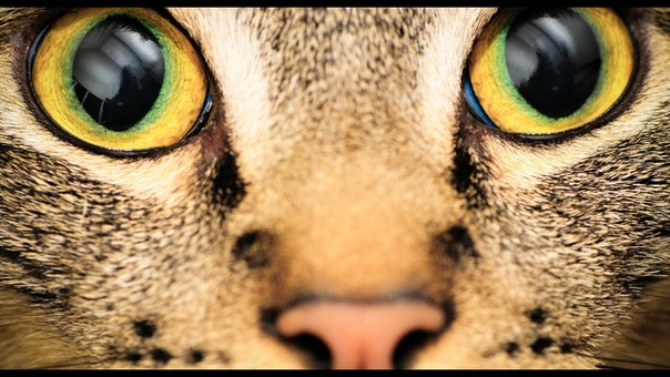 How Animals See The