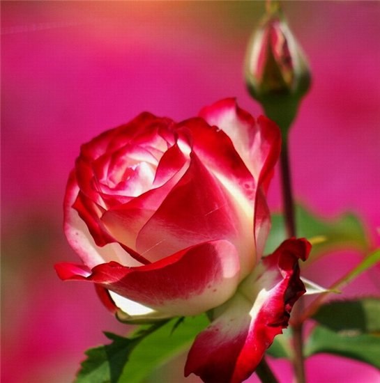 Татьяна Чертова | Месягутово