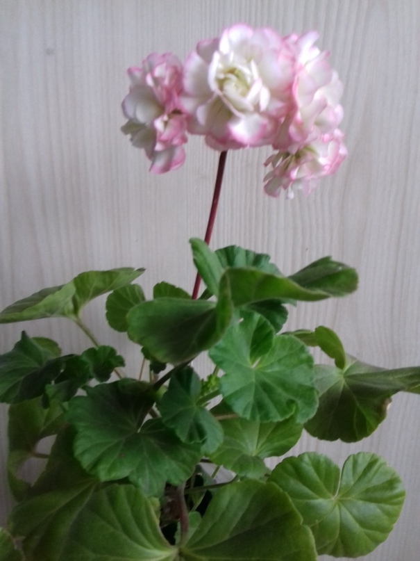 Елена Котова | Новосибирск