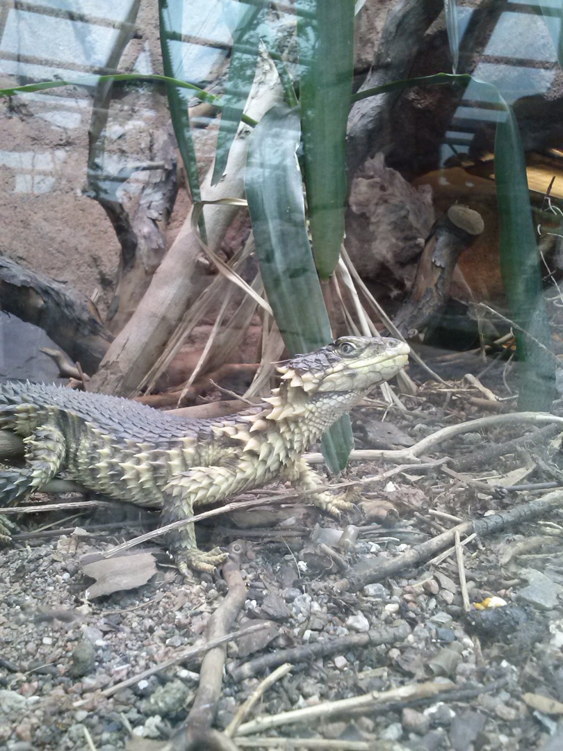 Сергей Твильдиани | Санкт-Петербург
