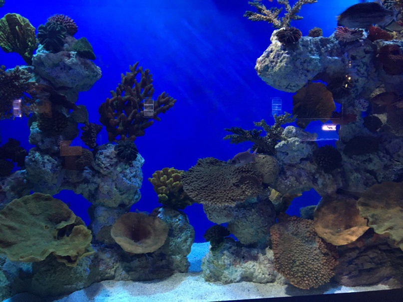 Павел Никулин | Киров