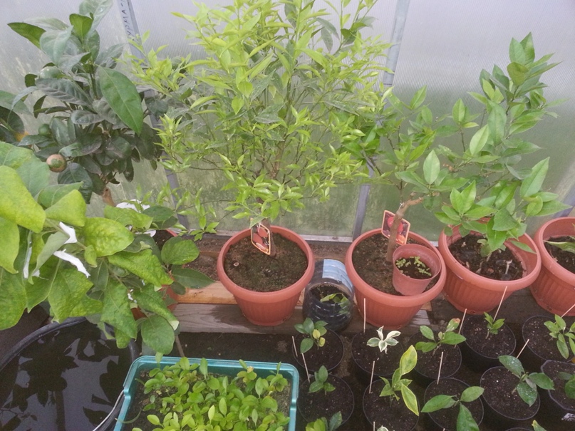 Евгений Моисеенко | Калининград