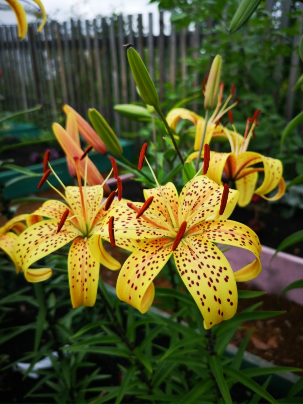 Татьяна Лаврова | Красноярск