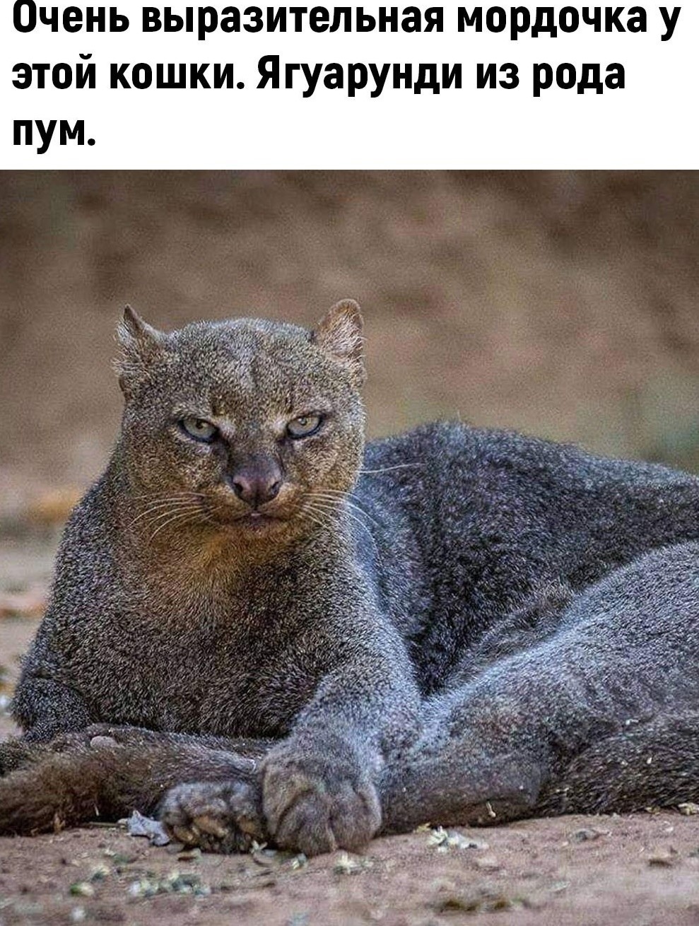 Животные в которых трудно поверить