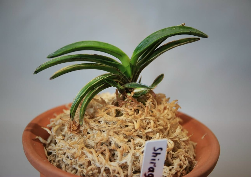 Elena Nowikowa | Тверь