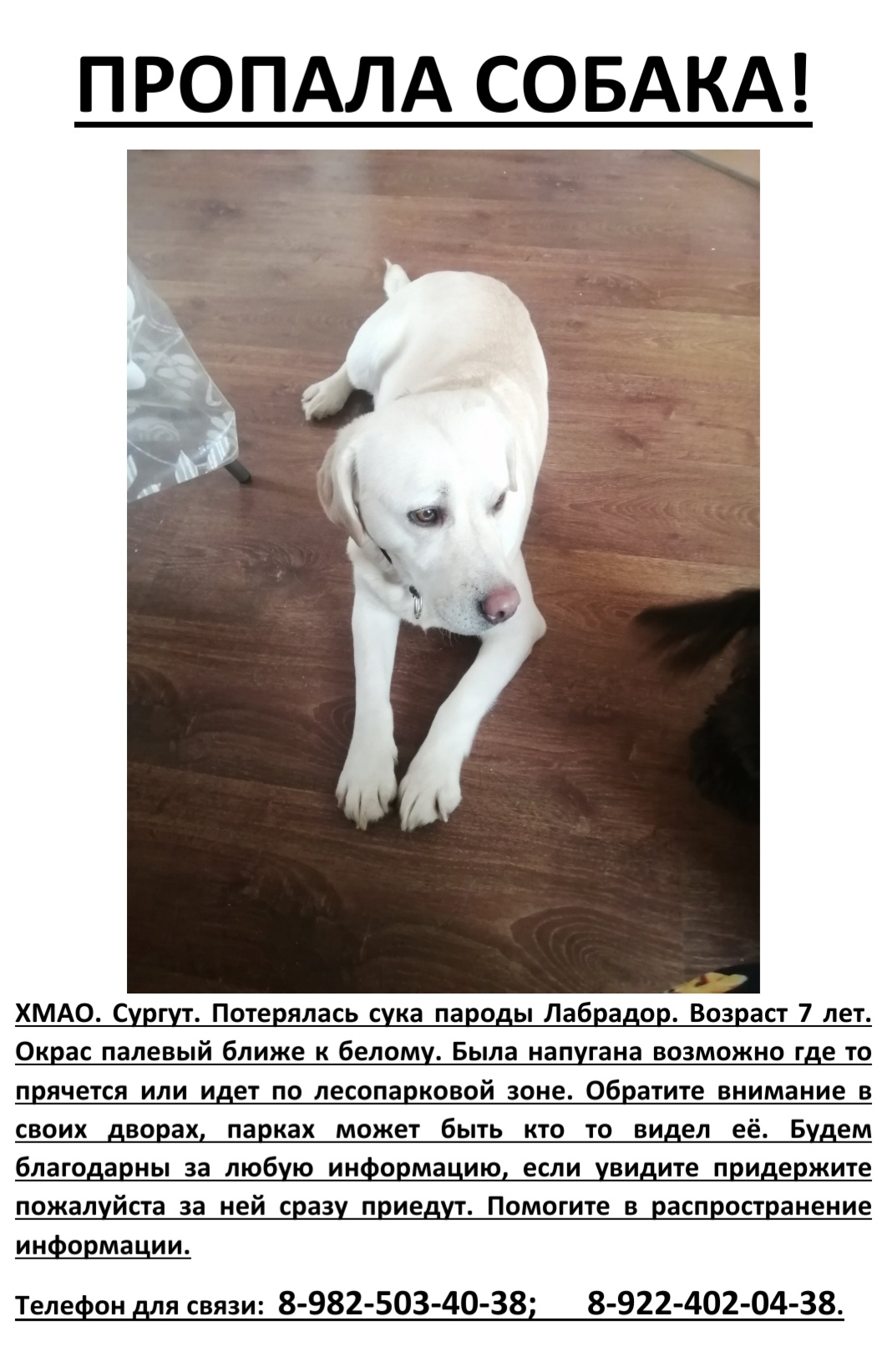 Потеряшки Сургут собаки