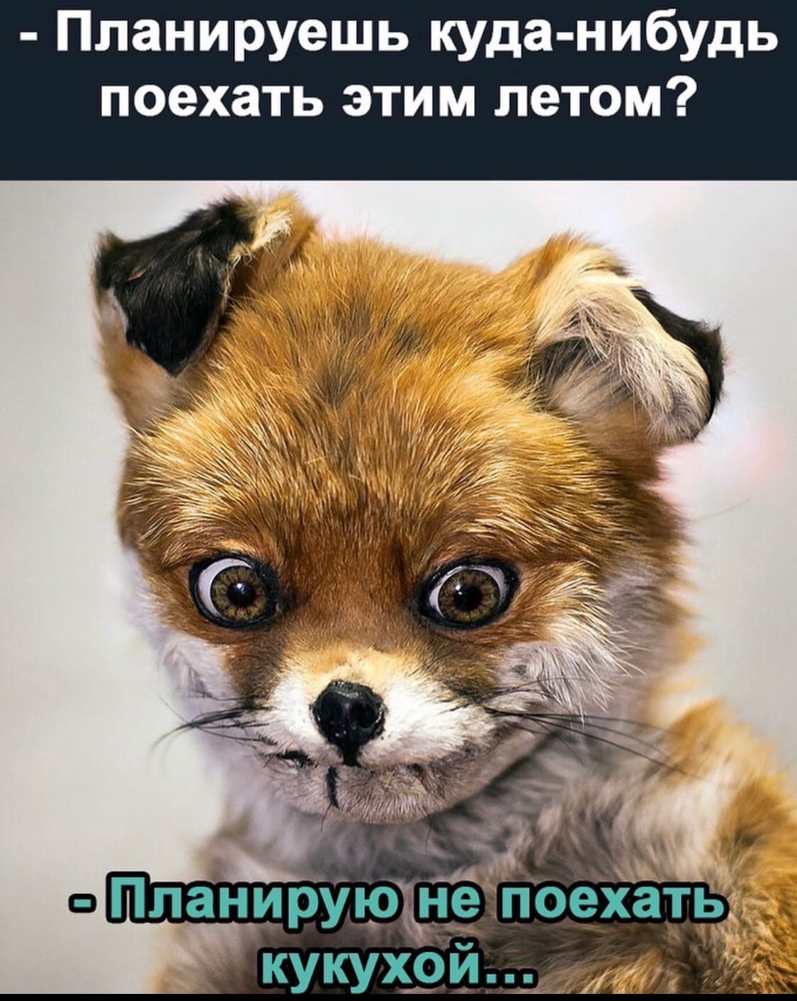 обкуренная лиса на стуле