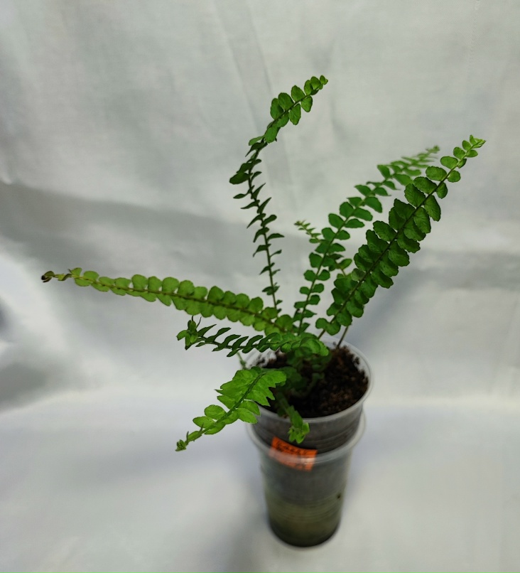 rHurCEEOSM0.jpg?size=733x807&quality=95&