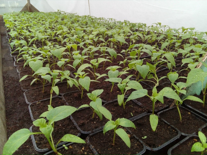 Дарья Андриенко Ивановна |