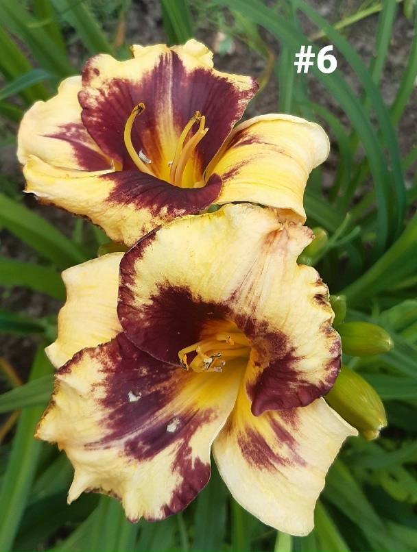 Марианна Олеговна | Санкт-Петербург