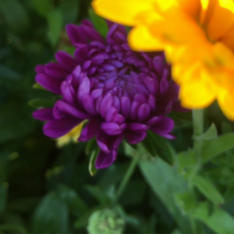 Александра Голубева | Великий Новгород