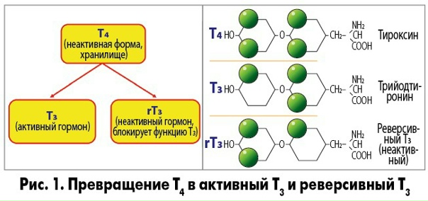 3 t 4 t пример 3 t 4 t пример