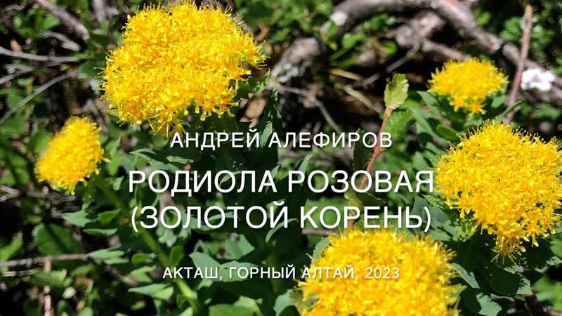 Родиола розовая (золотой корень). Алефиров А.