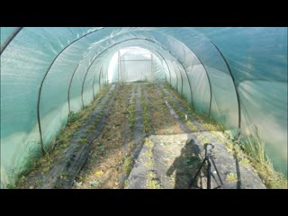 Обрезка клубники. Как выкорчевать старый куст клубники.