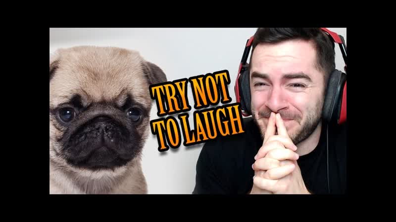 TRY NOT TO LAUGH Pug