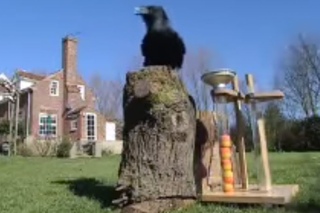 Amazing Raven intelligence test - Clever Critters - BBC Animals