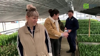 Выгонка тюльпанов. Самое важное в 9 градусном охлаждении.