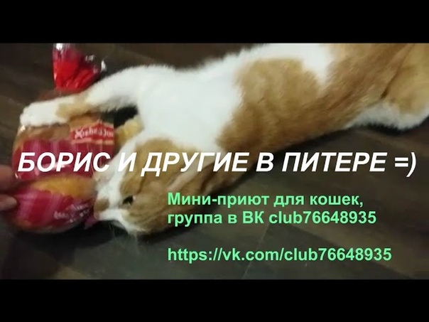 Боря Отдай булку (осторожно,