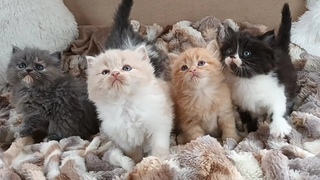 Peke Face Persian X Main Coon Kittens Together!  5 Weeks Old! February 5, 2024