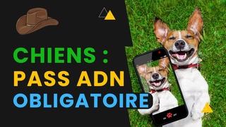 Maintenant, Votre Chien Devra Avoir Un Pass ADN