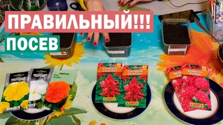 Сезон 2021! Лучший посев Виолы, Вербены, Сальвии! Проверенный способ!