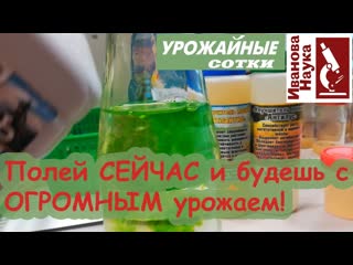 УНИКАЛЬНАЯ подкормка БЕЗ УДОБРЕНИЙ улучшит урожай,вкус, пользу и аромат томата. Досмотрите до конца!