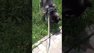 неугомонному хаски жарко)