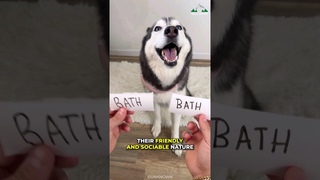 Siberian Husky | The Most Dramatic Dogs Breed