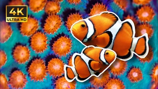 10 Minutes of Relaxing Fish Aquariums [4K]