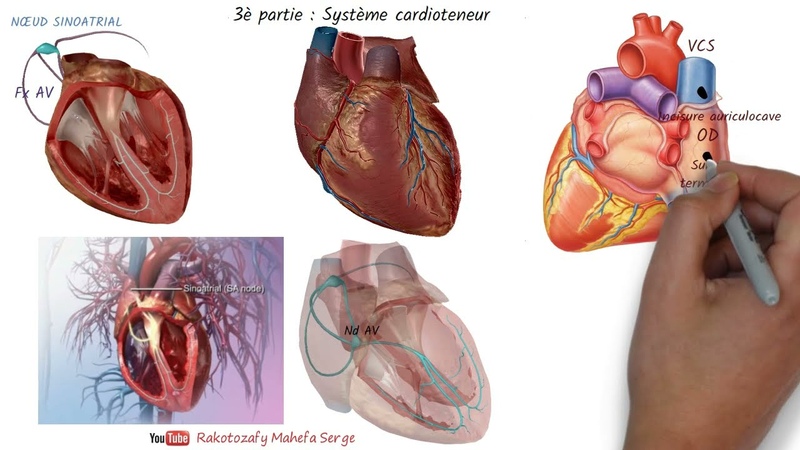 PHYSIOLOGIE DU CŒ UR 2è partie : Système