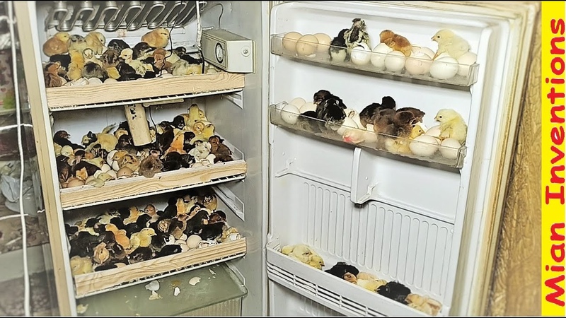 Egg hatching in old Refrigerator ( fridge ) Complete Video Hatched 200